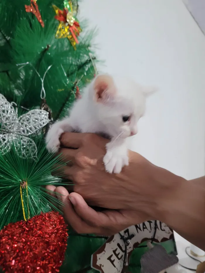 Gato ra a SRD-ViraLata idade Abaixo de 2 meses nome Maria Joaquina, atende por Nina