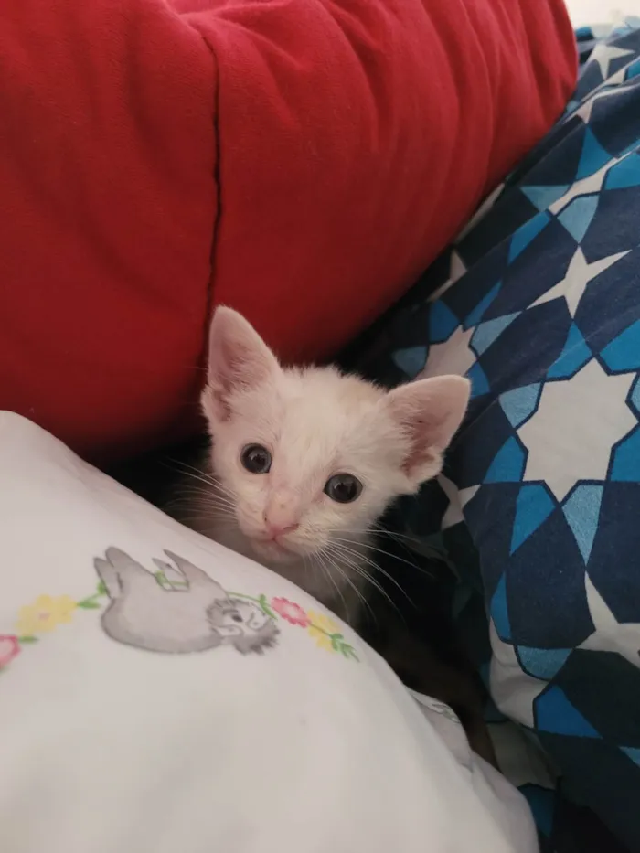 Gato ra a SRD-ViraLata idade Abaixo de 2 meses nome Maria Joaquina, atende por Nina