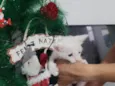 Maria Joaquina, atende por Nina