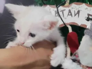 Gato raça SRD-ViraLata idade Abaixo de 2 meses nome Maria Joaquina, atende por Nina