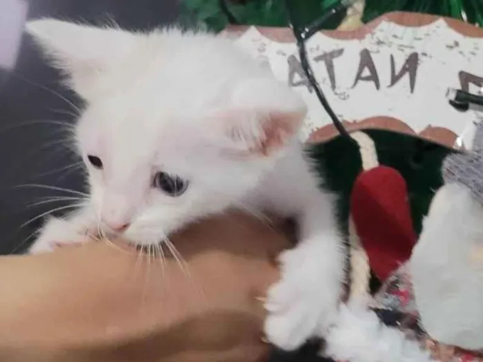 Gato ra a SRD-ViraLata idade Abaixo de 2 meses nome Maria Joaquina, atende por Nina