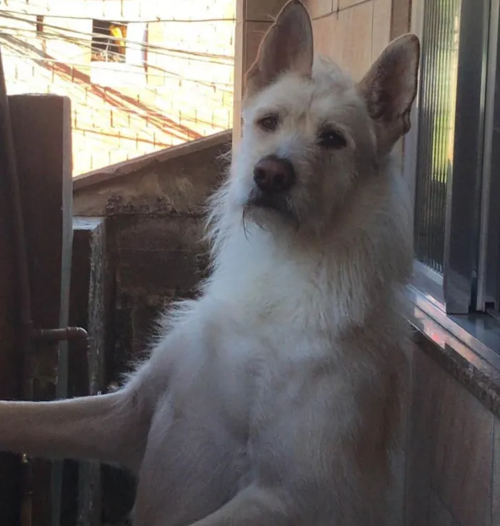 Cachorro ra a Akita e Labrador  idade 5 anos nome Balu 