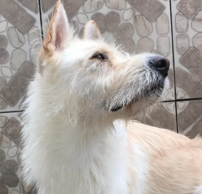 Cachorro ra a Akita e Labrador  idade 5 anos nome Balu 