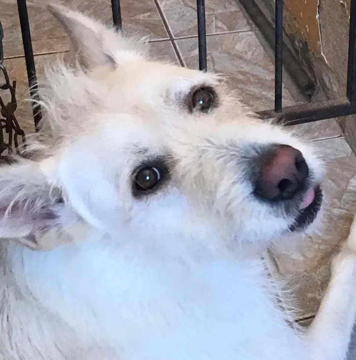 Cachorro ra a Akita e Labrador  idade 5 anos nome Balu 