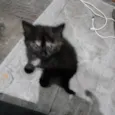 Nala e Boo