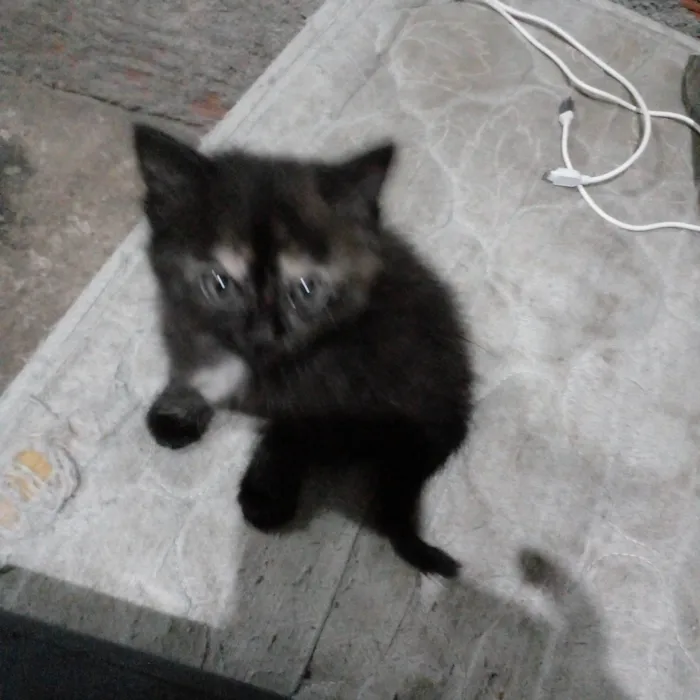 Gato ra a SRD-ViraLata idade 2 a 6 meses nome Nala e Boo