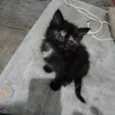 Nala e Boo