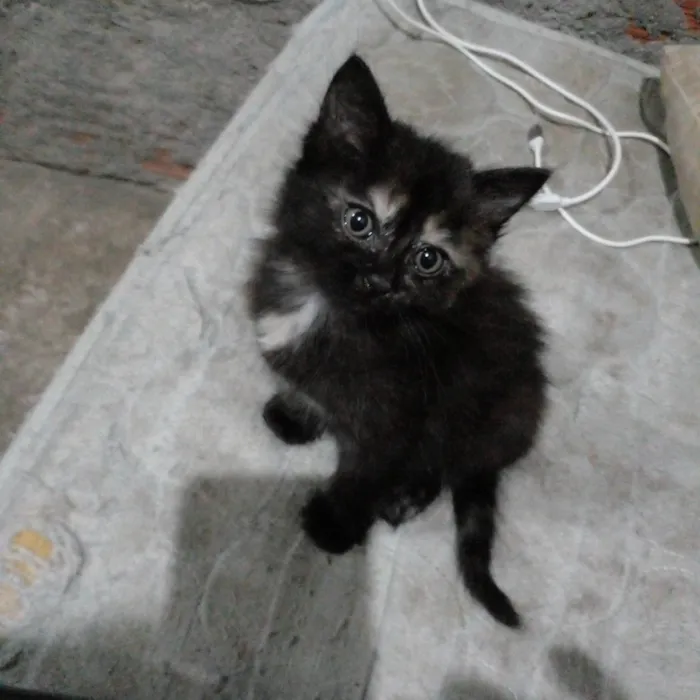 Gato ra a SRD-ViraLata idade 2 a 6 meses nome Nala e Boo