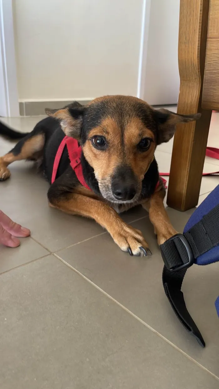 Cachorro ra a SRD-ViraLata idade 2 anos nome Vicky