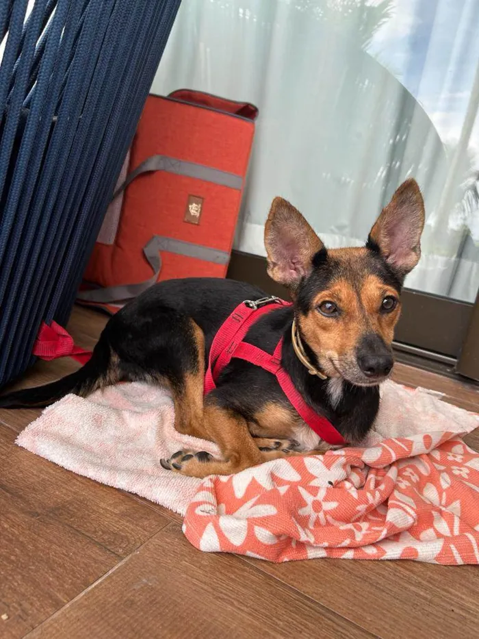 Cachorro ra a SRD-ViraLata idade 2 anos nome Vicky