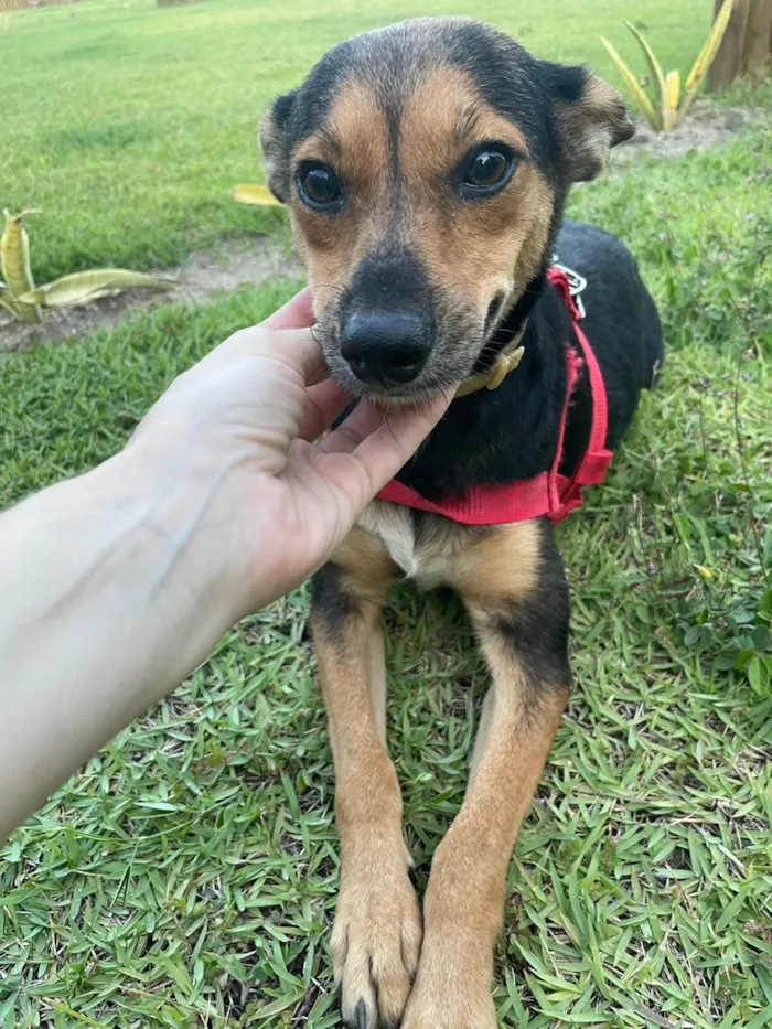 Cachorro ra a SRD-ViraLata idade 2 anos nome Vicky