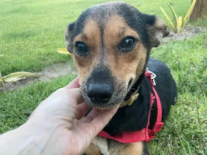 Cachorro raça SRD-ViraLata idade 2 anos nome Vicky