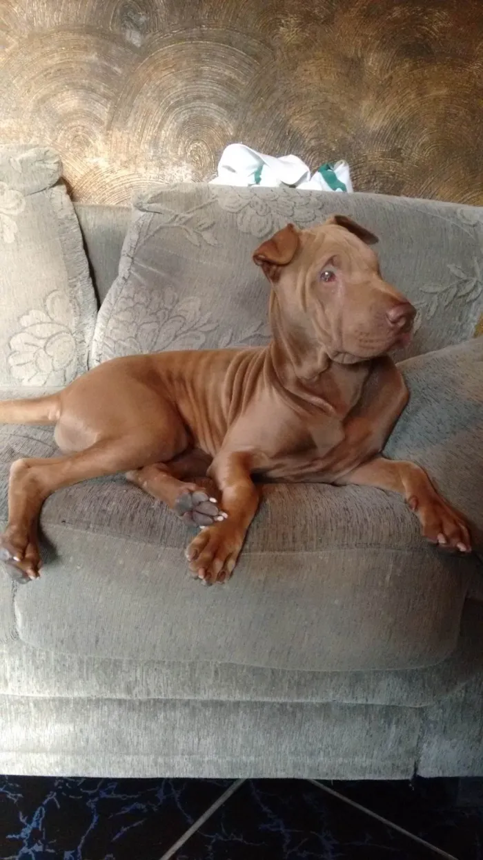 Cachorro ra a Shar Pei idade 6 ou mais anos nome Jack