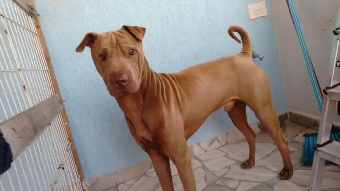 Cachorro ra a Shar Pei idade 6 ou mais anos nome Jack