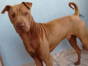 Cachorro raça Shar Pei idade 6 ou mais anos nome Jack