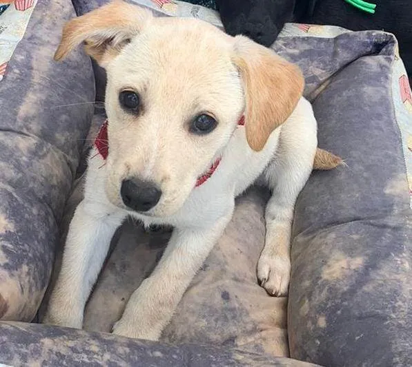 Cachorro ra a SRD-ViraLata idade Abaixo de 2 meses nome Bela