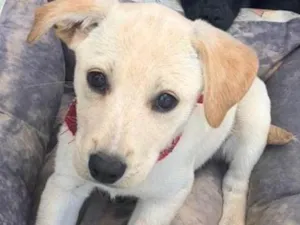 Cachorro raça SRD-ViraLata idade Abaixo de 2 meses nome Bela