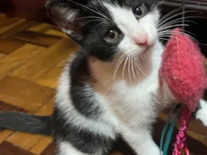 Gato raça SRD-ViraLata idade 2 a 6 meses nome Tom