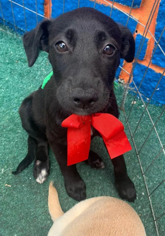 Cachorro ra a SRD-ViraLata idade Abaixo de 2 meses nome Maya