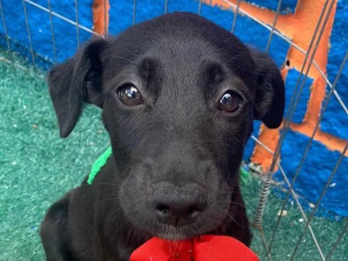 Cachorro ra a SRD-ViraLata idade Abaixo de 2 meses nome Maya