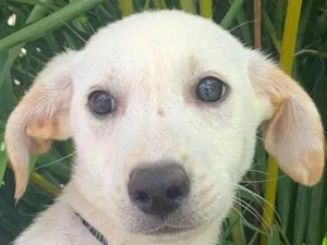 Cachorro raça SRD-ViraLata idade Abaixo de 2 meses nome Guto