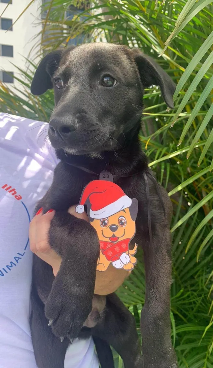 Cachorro ra a SRD-ViraLata idade 2 a 6 meses nome Mario