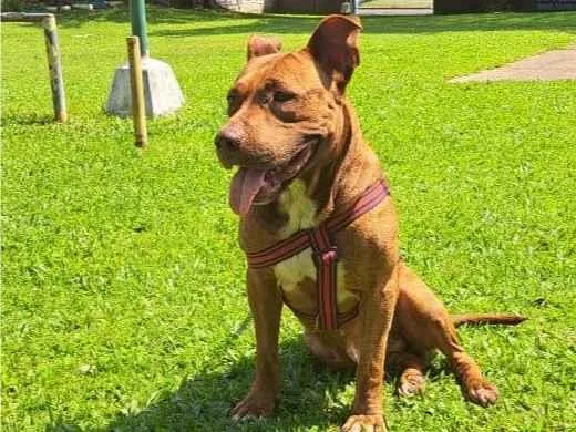 Cachorro ra a Pit-Bull misturado idade 2 a 6 meses nome Luquinhas 