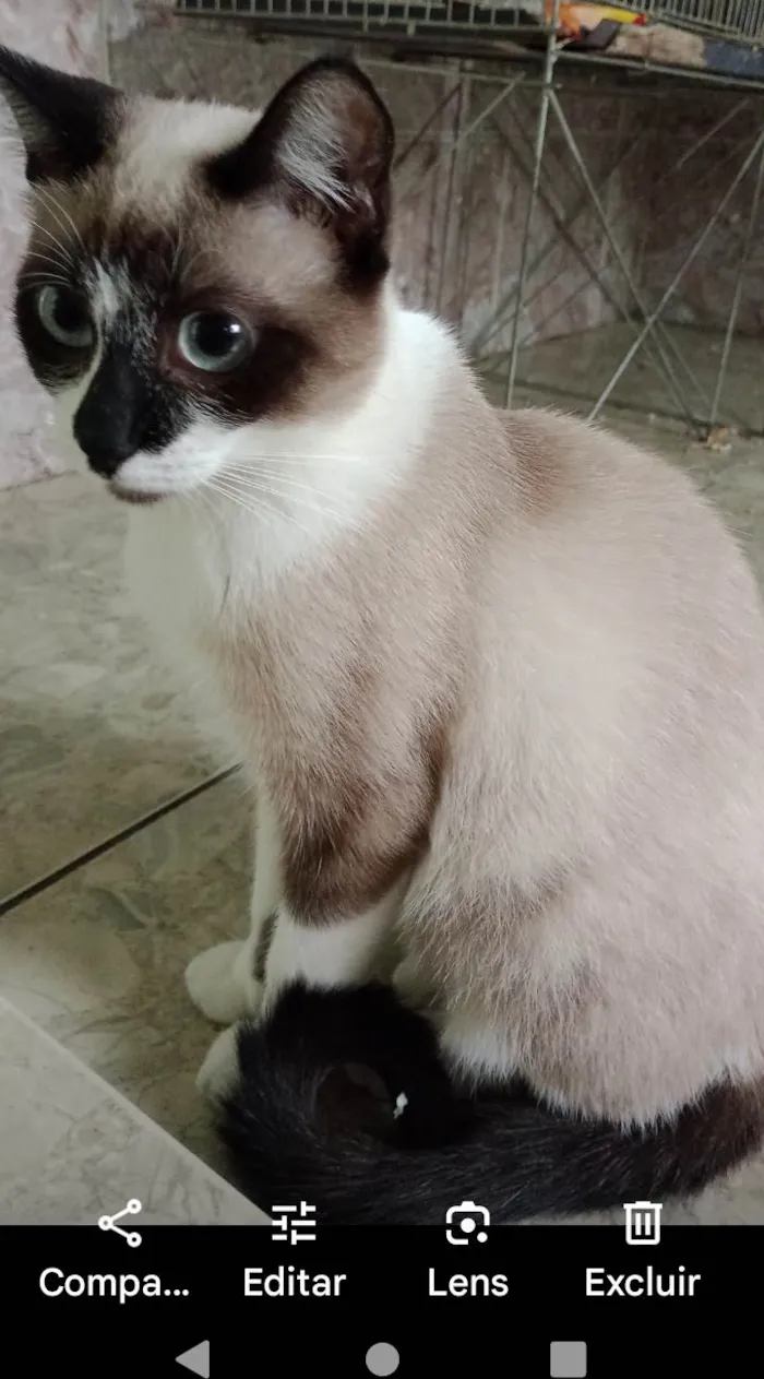 Gato ra a SRD-ViraLata idade 7 a 11 meses nome Princesa e kiarinha