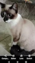 Princesa e kiarinha