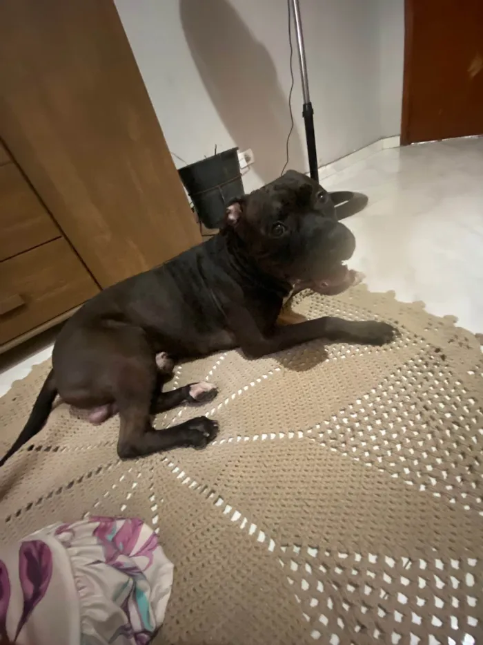 Cachorro ra a Pit-Bull idade 3 anos nome Vilão 
