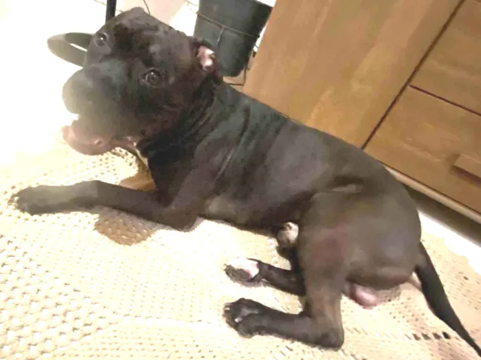Cachorro ra a Pit-Bull idade 3 anos nome Vilão 
