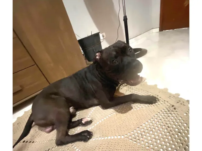 Cachorro ra a Pit-Bull idade 3 anos nome Vilão 