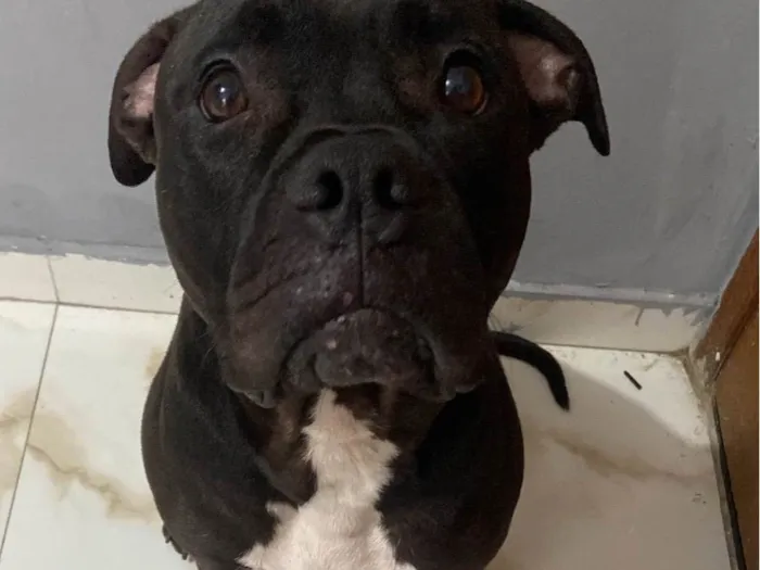 Cachorro ra a Pit-Bull idade 3 anos nome Vilão 