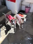 Belinha e Belinho
