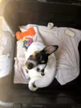 Belinha e Belinho