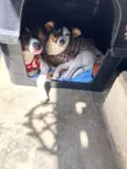 Belinha e Belinho