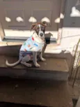 Belinha e Belinho