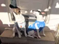 Belinha e Belinho