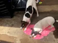 Belinha e Belinho
