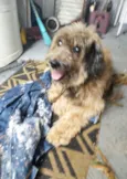 Bob