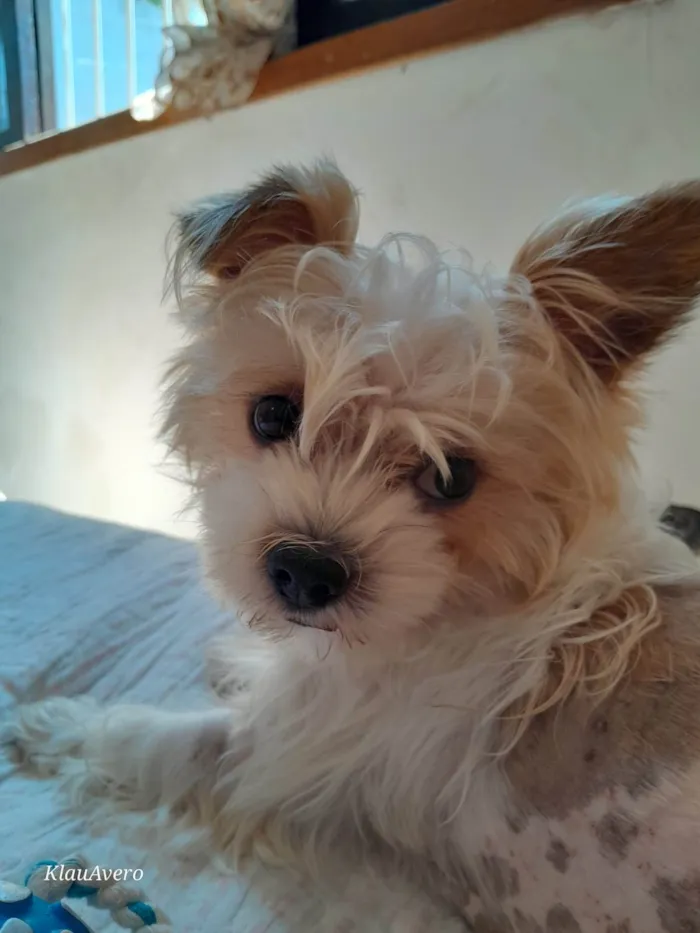 Cachorro ra a Yorkshire Terrier  idade 2 anos nome Bart