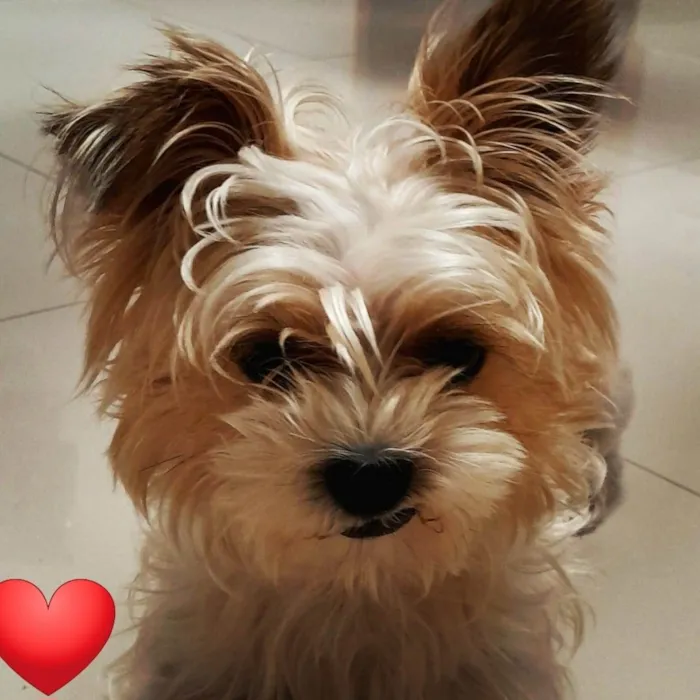 Cachorro ra a Yorkshire Terrier  idade 2 anos nome Bart