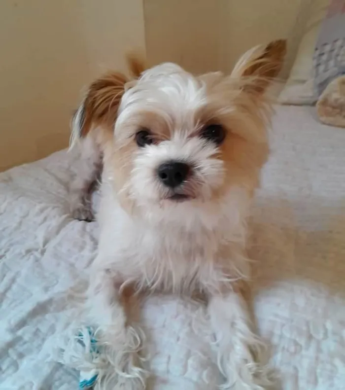 Cachorro ra a Yorkshire Terrier  idade 2 anos nome Bart