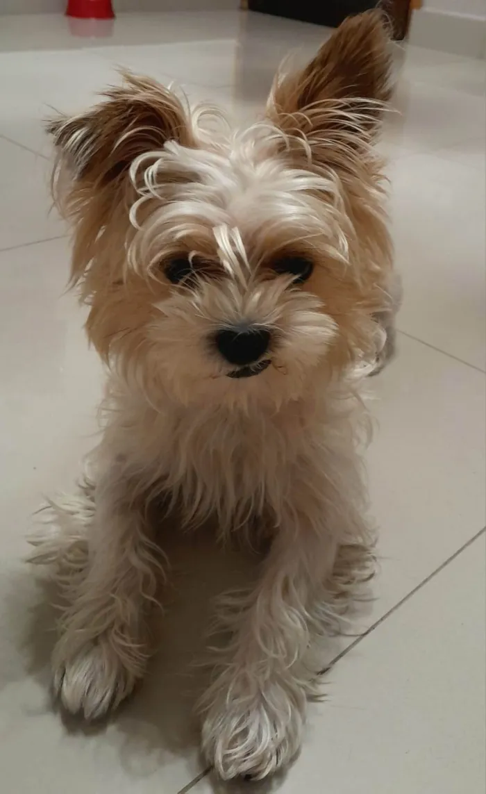 Cachorro ra a Yorkshire Terrier  idade 2 anos nome Bart