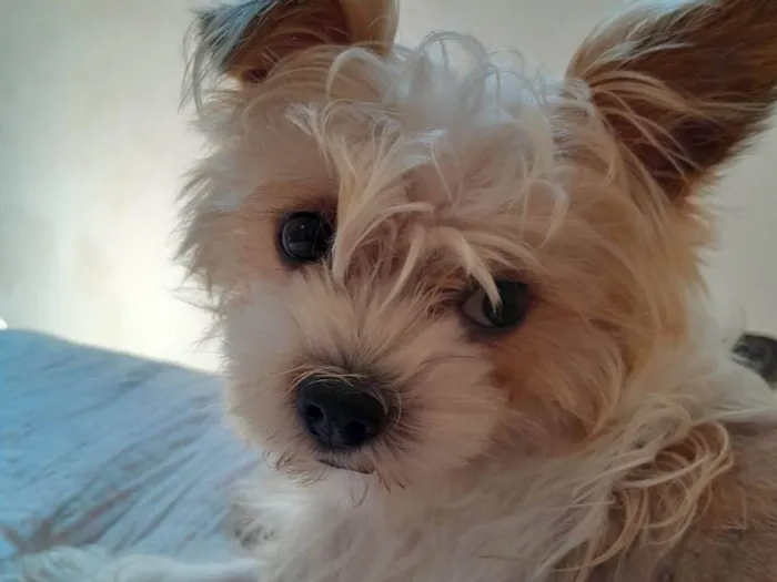 Cachorro ra a Yorkshire Terrier  idade 2 anos nome Bart