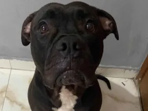 Cachorro raça Pit-Bull idade 3 anos nome Vilão 