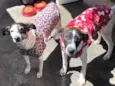 Belinha e Belinho