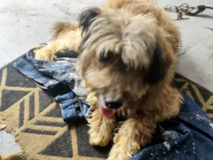 Cachorro raça SRD-ViraLata idade 6 ou mais anos nome Bob