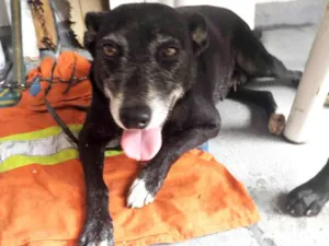 Cachorro raça SRD-ViraLata idade 3 anos nome Neguinha
