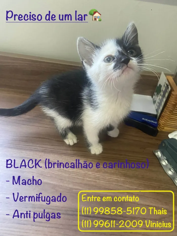 Gato ra a SRD-ViraLata idade 2 a 6 meses nome Black